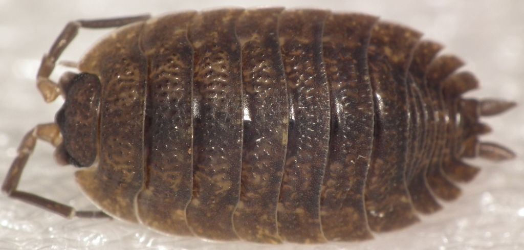 Porcellio?